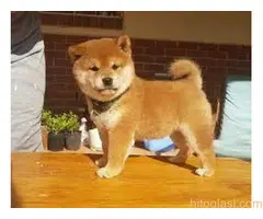 Akita inu i šiba inu - 2