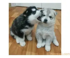 Samojed i sibirski haski - 2