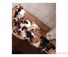 Dzek Rasel stenci - 2