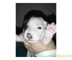 Dzek Rasel stenci - 3