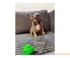 Štenci francuski buldog - 2