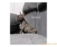Štenci francuski buldog - 3
