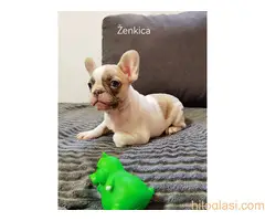 Štenci francuski buldog - 4
