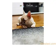 Štenci francuski buldog - 5