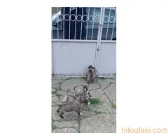 Stenci Bul terijera - 2