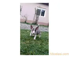 Stenci Bul terijera - 3