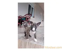 Stenci Bul terijera - 4