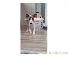 Stenci Bul terijera - 5