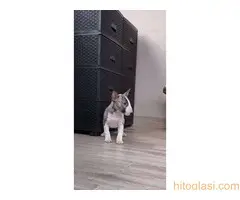 Stenci Bul terijera - 6