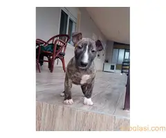 Stenci Bul terijera - 7