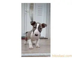 Stenci Bul terijera - 8