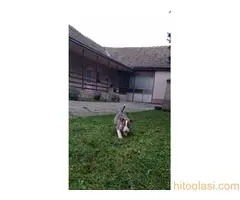 Stenci Bul terijera - 9