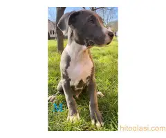 Pitbull Blueline & Lilac - 2