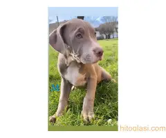 Pitbull Blueline & Lilac - 3