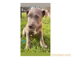 Pitbull Blueline & Lilac - 4