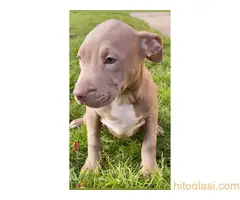 Pitbull Blueline & Lilac - 5