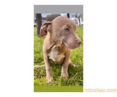 Pitbull Blueline & Lilac - 6