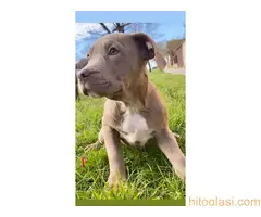 Pitbull Blueline & Lilac - 7