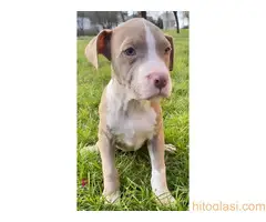 Pitbull Blueline & Lilac - 8