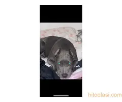 Pitbull Blueline & Lilac - 9