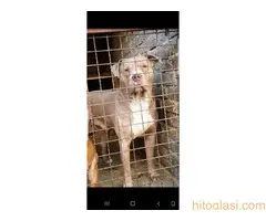 Pitbull Blueline & Lilac - 10