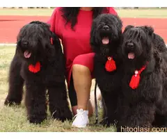 Crni ruski terijer štene
