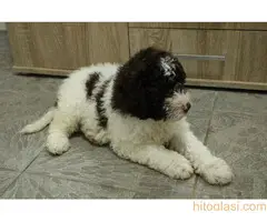 Štene lagoto romanjolo - 2