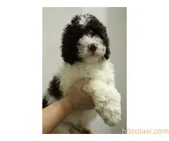 Štene lagoto romanjolo - 3