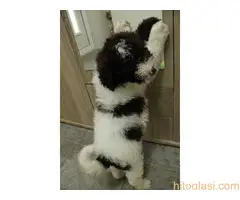 Štene lagoto romanjolo - 4