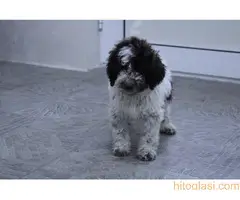 Štene lagoto romanjolo - 5