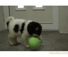 Štene lagoto romanjolo - 6