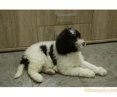 Štene lagoto romanjolo - 7