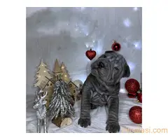 Šar pei štenci - 2