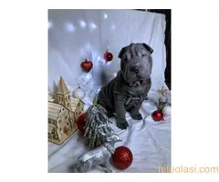 Šar pei štenci - 3