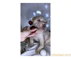 Šar pei štenci - 4