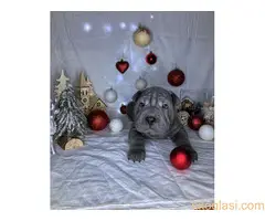 Šar pei štenci - 5