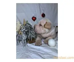 Šar pei štenci - 7