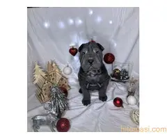 Šar pei štenci - 8