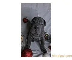 Šar pei štenci - 9