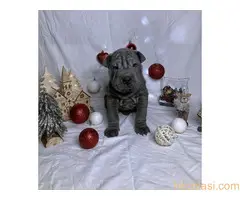 Šar pei štenci - 10