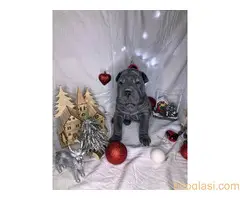 Šar pei štenci - 11