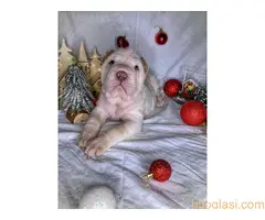 Šar pei štenci - 12