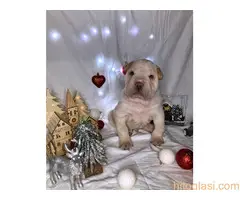 Šar pei štenci - 13