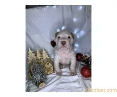 Šar pei štenci - 14