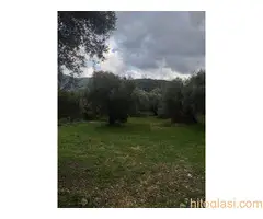 Prodajem prelep plac pod maslinama na Krfu - 2