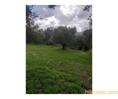 Prodajem prelep plac pod maslinama na Krfu - 3