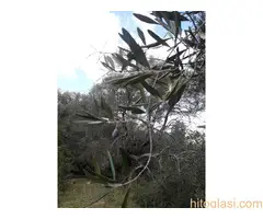 Prodajem prelep plac pod maslinama na Krfu - 6