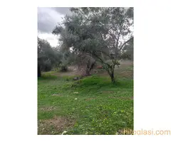 Prodajem prelep plac pod maslinama na Krfu - 9