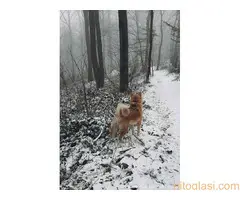 Muzjak japanske akite za parenje - 2