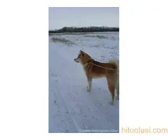 Muzjak japanske akite za parenje - 3